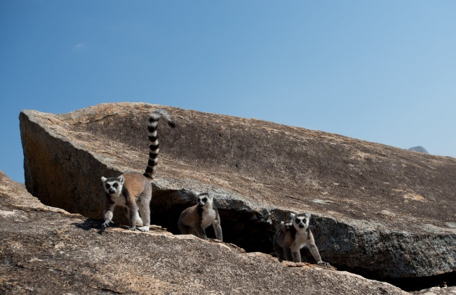 Остров лемуров: Мадагаскар 3D